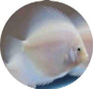 White Diamond Discus Fish - 2.5-3 inch White Diamond Discus Fish - 2.5-3 inch